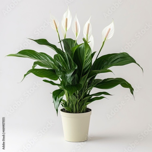 Peace Lily on a plain white background.