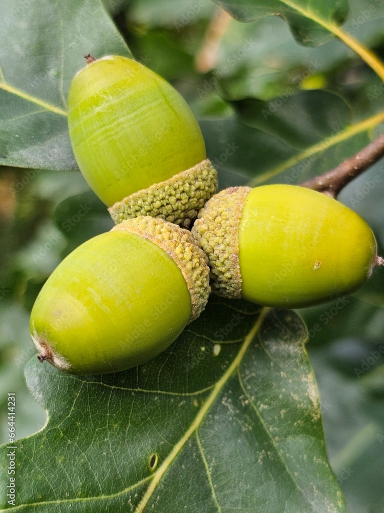 Obraz premium A close-up reveals a cluster of diverse nuts clinging to a sturdy tree