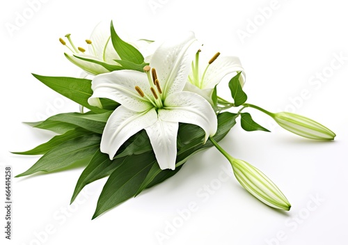Beautiful fresh lily flower with green leaves  isolated on white background.
