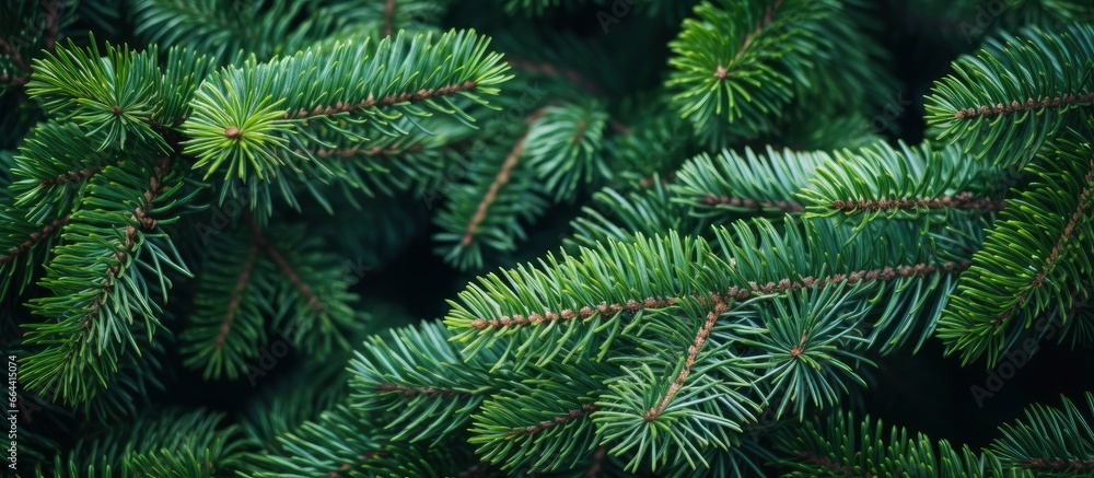 Christmas tree branches on a natural background.