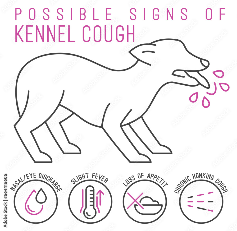 Possible signs of kennel cough. Canine infectious tracheobronchitis