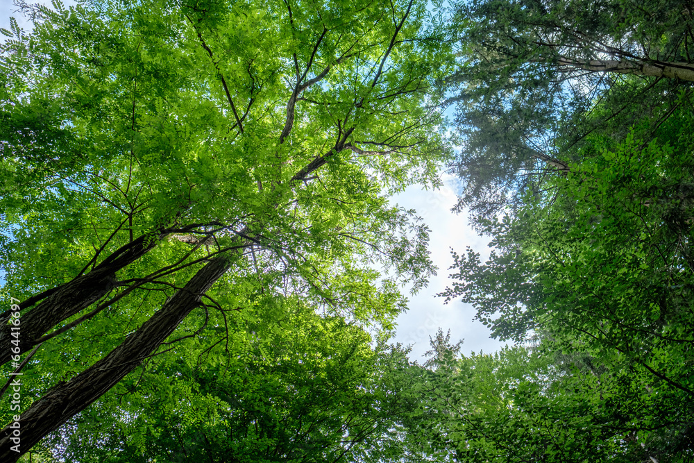Fototapeta premium Green trees growing into the cloudy sky