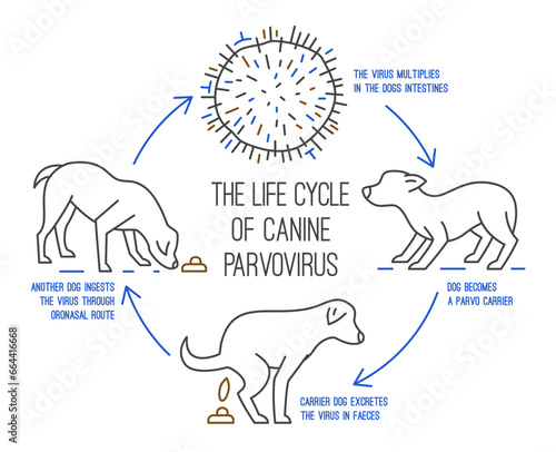 The life cycle of parvovirus in dogs. Canine gastrointestinal disease.