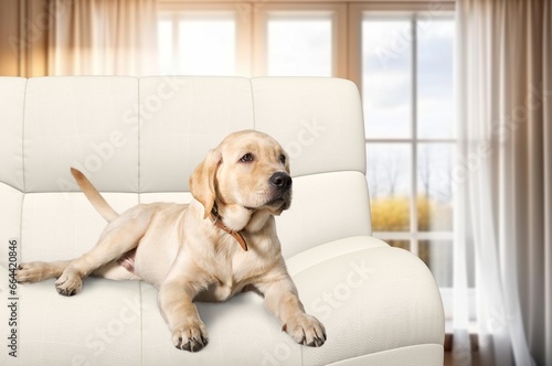 Modern room interior. Happy domestic dog, AI generated image