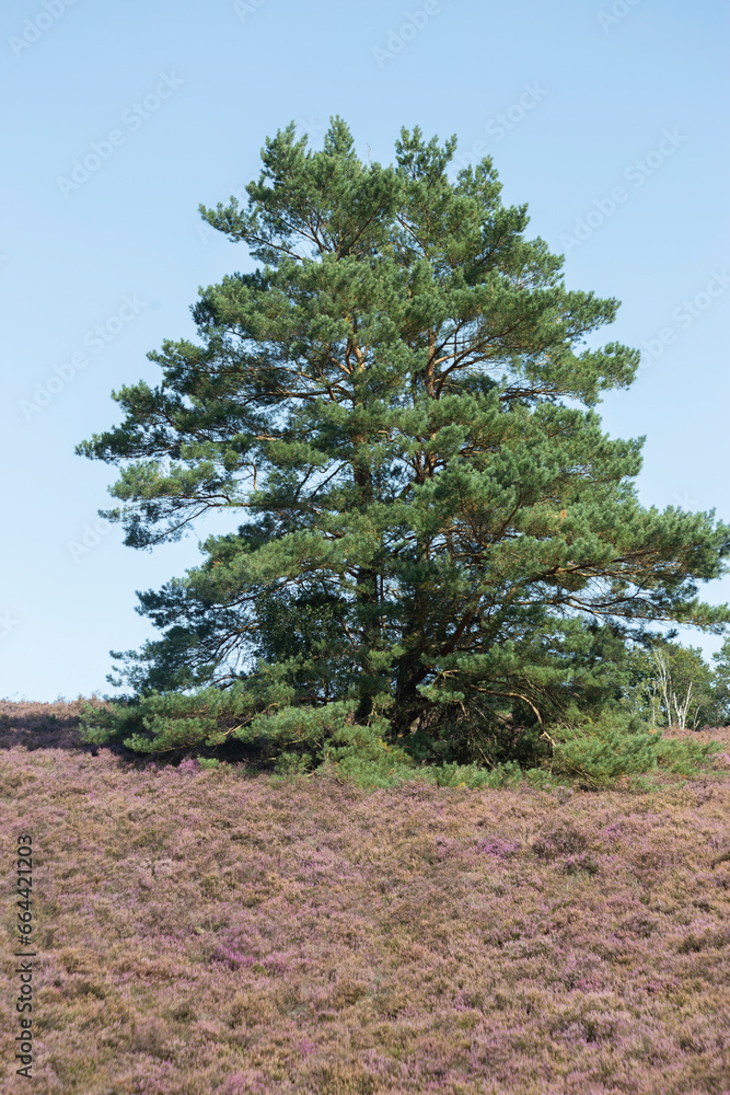 A free growing pine tree on a field o flowering heather against a blue sky in August on the Fischbeker Heide, Hamburg, Germany. Vertical frame. High quality photo