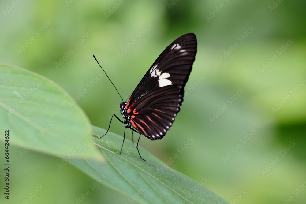 Closeup macro shot of a beautiful butterfly perched on top of a green lea. Closeup macro shot of a beautiful butterfly perched on top of a green lea.