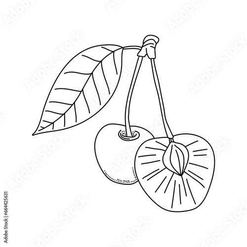 Cherry doodle illustration. Cute berry line icon isolated on white background