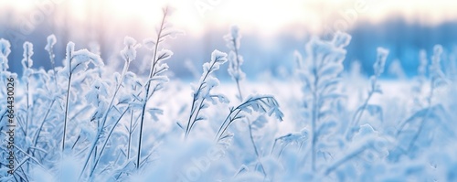 Frozen snowy grass, winter natural abstract background. beautiful winter landscape. © MDBILLAL