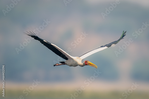 Yellow-billed stork with catchlight flies spreading wings
