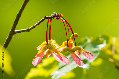 red and yellow flower on green background