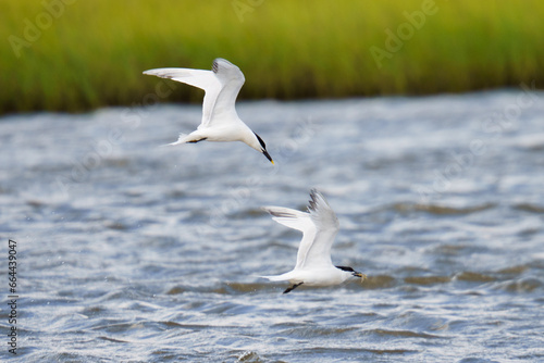 Sandwich terns in flight - one trying to catch food from the other. Galveston Island, Texas.