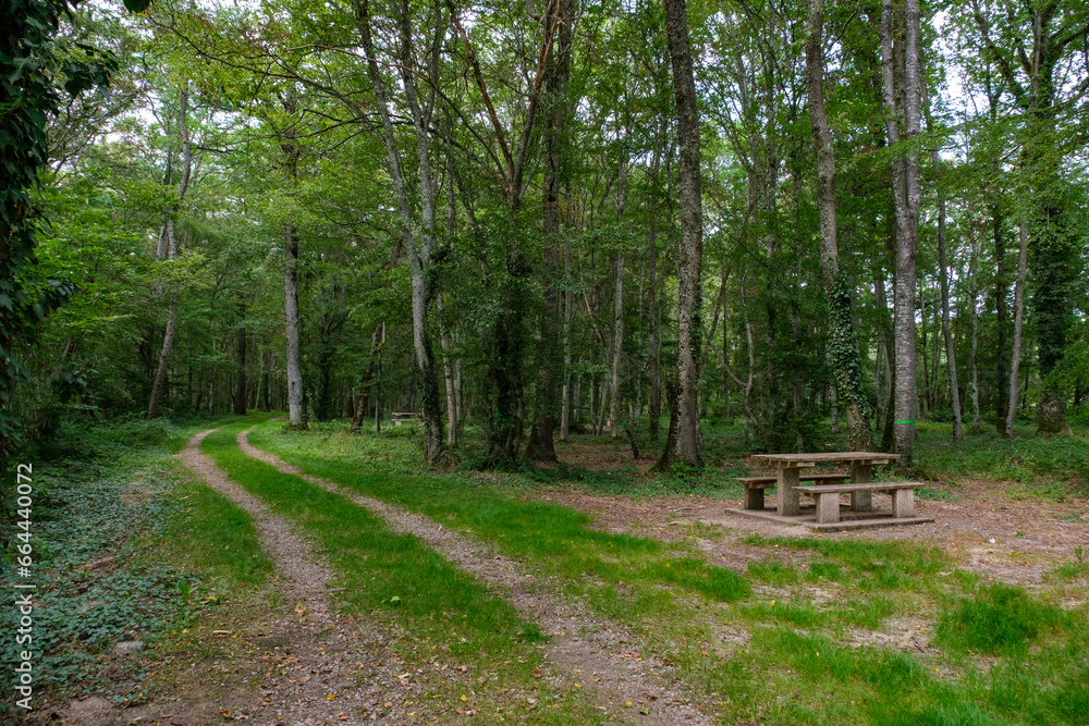 Aire de pique-nique avec table et bancs dans une forêt Aire de pique-nique avec table et bancs dans une forêt