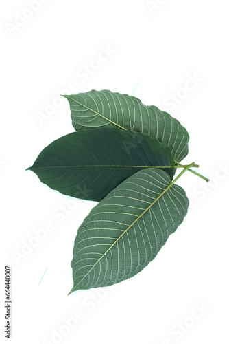 Kratom leaves on a white background