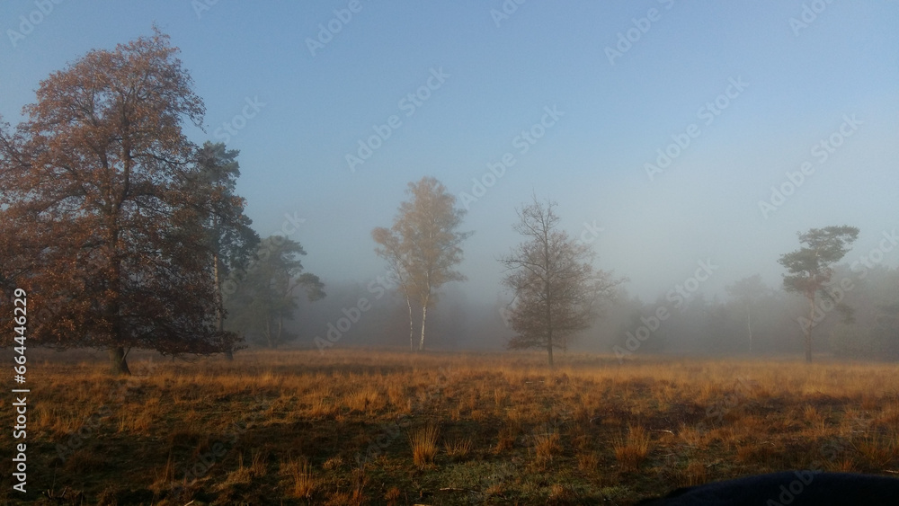 Naklejka premium trees in the fog