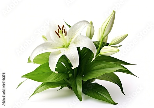 Beautiful fresh lily flower with green leaves, isolated on white background. © MSTASMA
