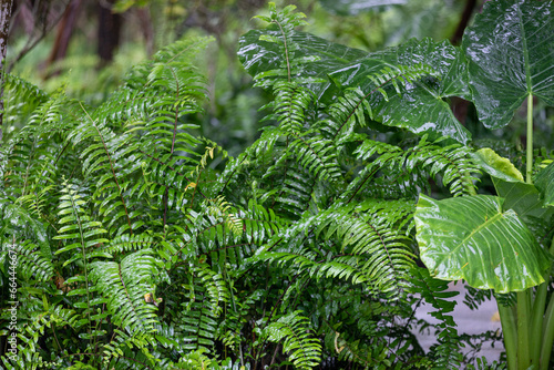 Tropical ferns in the garden. Nature background.