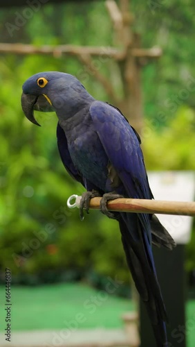 Close-up of a Hyacinth Macaw perched on a branch. It is the largest Macaw in the world.