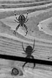 Giant garden spider orb weaver aka Araneus diadematus and his creepy shadow. Isolated on blurred background. Black and white edit.