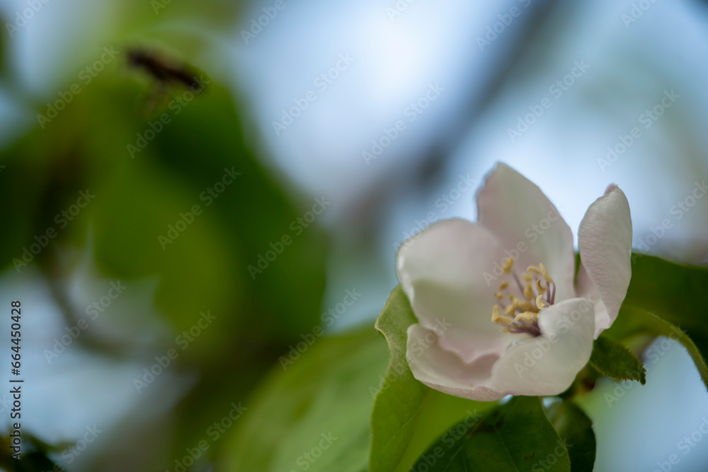 Obraz premium white magnolia flower