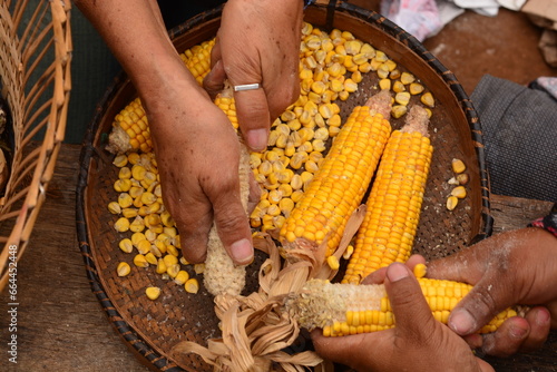 mãos debulhando o milho