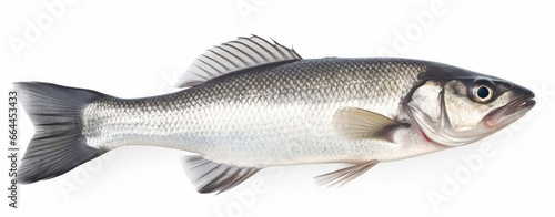 One fresh sea bass fish isolated on white background. © MSTASMA
