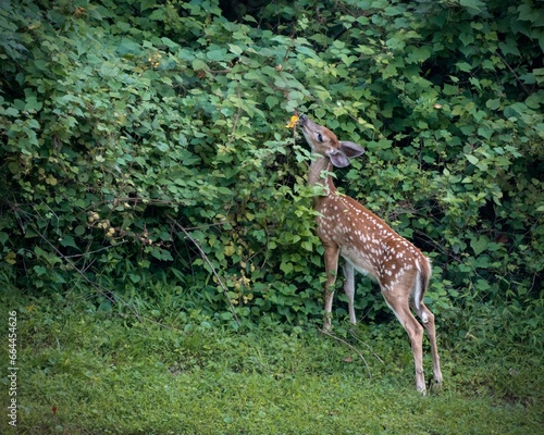 Fawn eating leaves. 