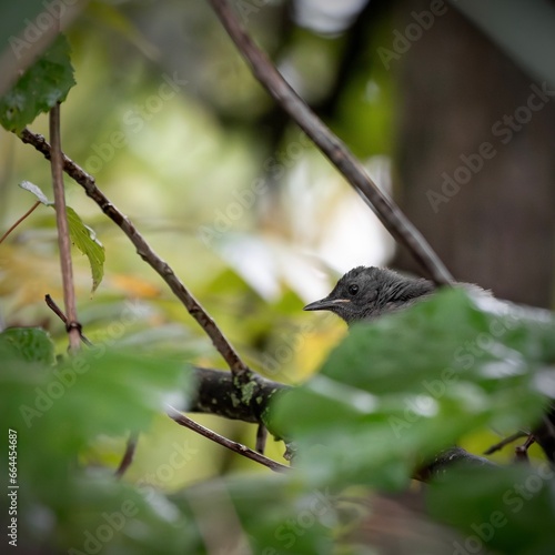 Gray cat bird. 