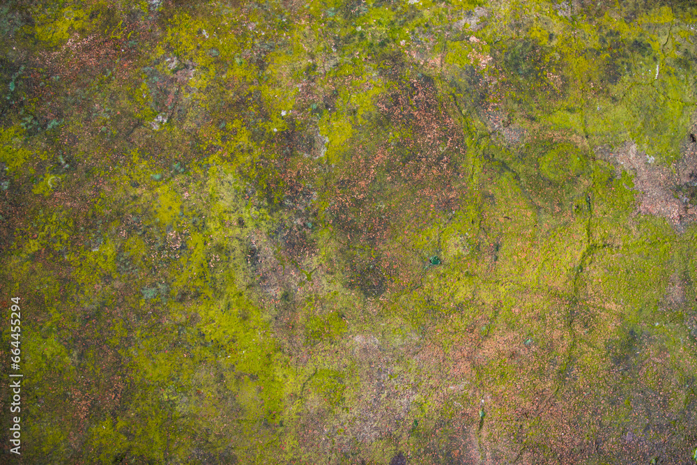Lichen Fungi Green Moss on the old Concreate wall abstract Texture background. Rusty, Grungy, Gritty Vintage Background Lichen Fungi Green Moss on the old Concreate wall abstract Texture background. Rusty, Grungy, Gritty Vintage Background