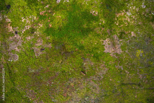 Lichen Fungi Green Moss on the old Concreate wall abstract Texture background. Rusty, Grungy, Gritty Vintage Background