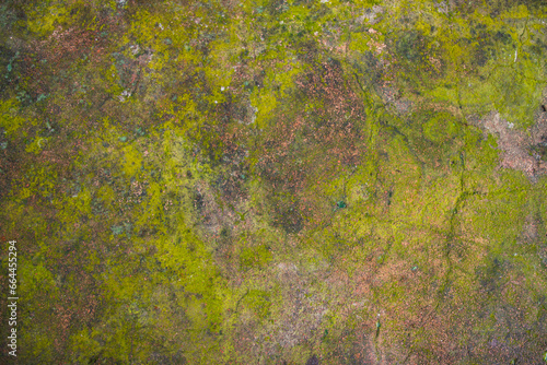 Lichen Fungi Green Moss on the old Concreate wall abstract Texture background. Rusty, Grungy, Gritty Vintage Background