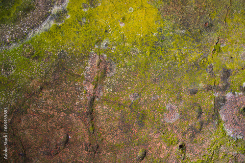 Lichen Fungi Green Moss on the old Concreate wall abstract Texture background. Rusty, Grungy, Gritty Vintage Background