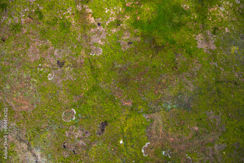 Lichen Fungi Green Moss on the old Concreate wall abstract Texture background. Rusty, Grungy, Gritty Vintage Background