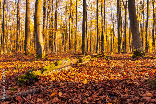 Colorful autumn atmosphere in the deciduous forests in Taunus Germany