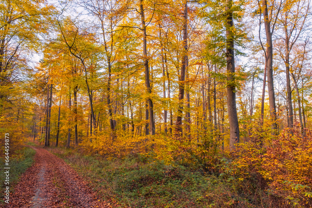 Colorful autumn atmosphere in the deciduous forests in Taunus/Germany
