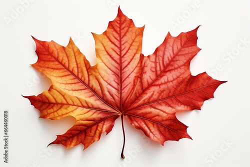 maple leaf isolated on white