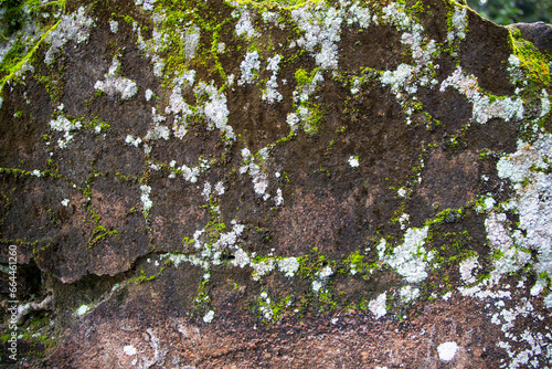 Lichen Fungi Green Moss on the old Concreate wall abstract Texture background. Rusty, Grungy, Gritty Vintage Background