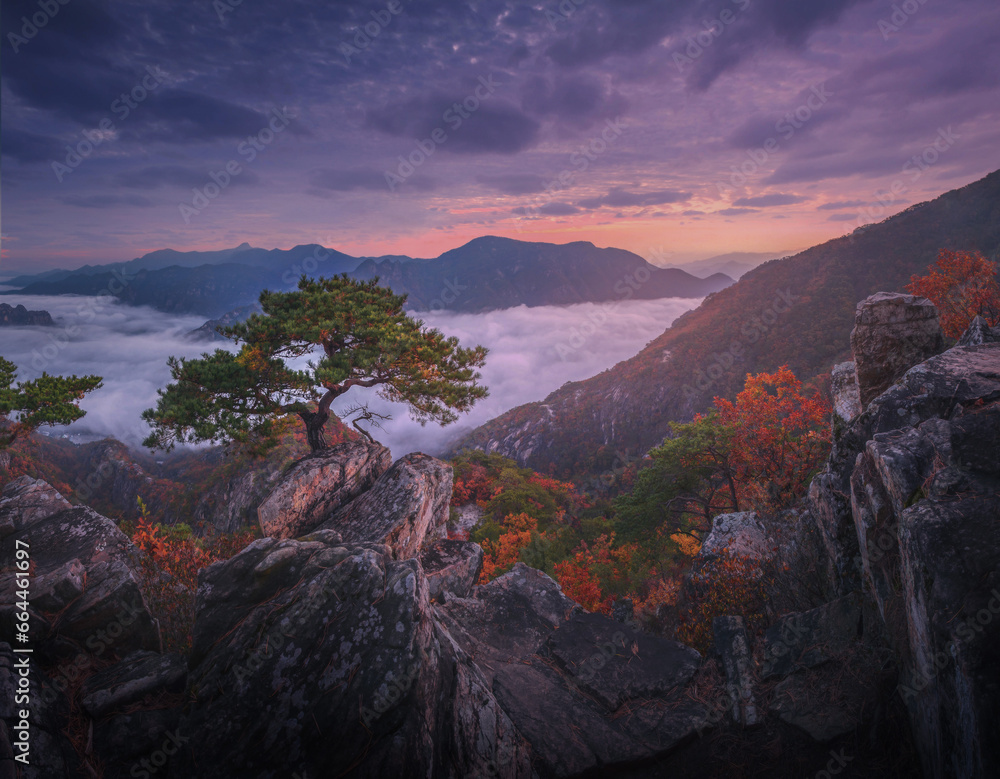 Autumn in Korea, Pine trees towering on the rocks atop Jebibong. In the morning, a sea of mist flows through the river in the valley In the autumn of Waraksan Mountain National Park, South Korea.