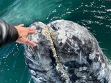 Male hand touching gray whale with barnacles on skin, whale surfaced next to tour boat, Close Up, Guerrero Negro, Baja California Sur, Mexico