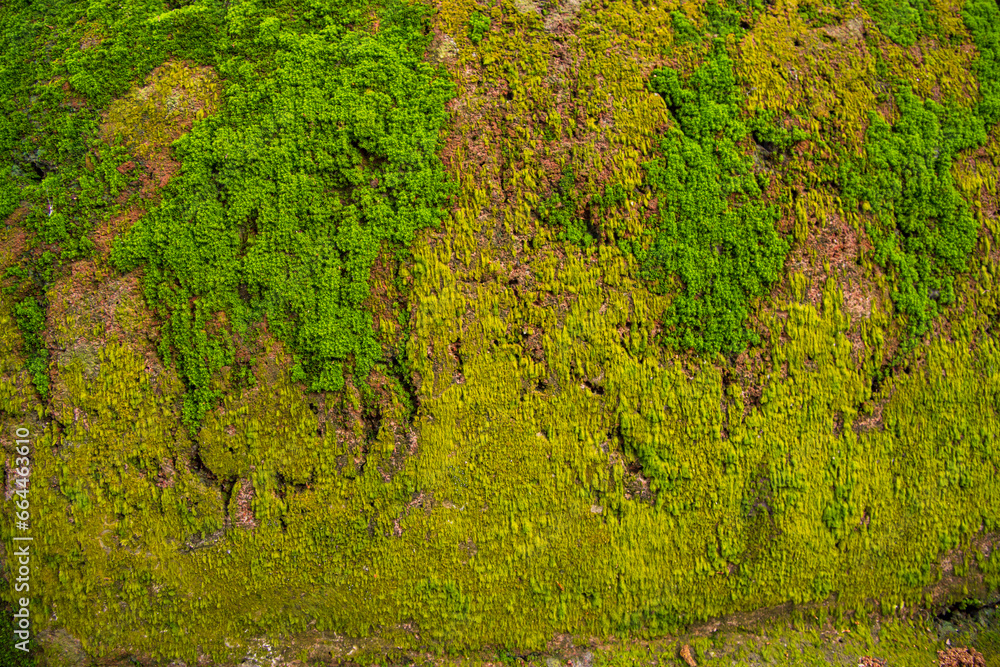 Fungi Green Moss old concrete wall abstract Texture background wallpaper. Rusty, Grungy, Gritty Vintage Background Fungi Green Moss old concrete wall abstract Texture background wallpaper. Rusty, Grungy, Gritty Vintage Background