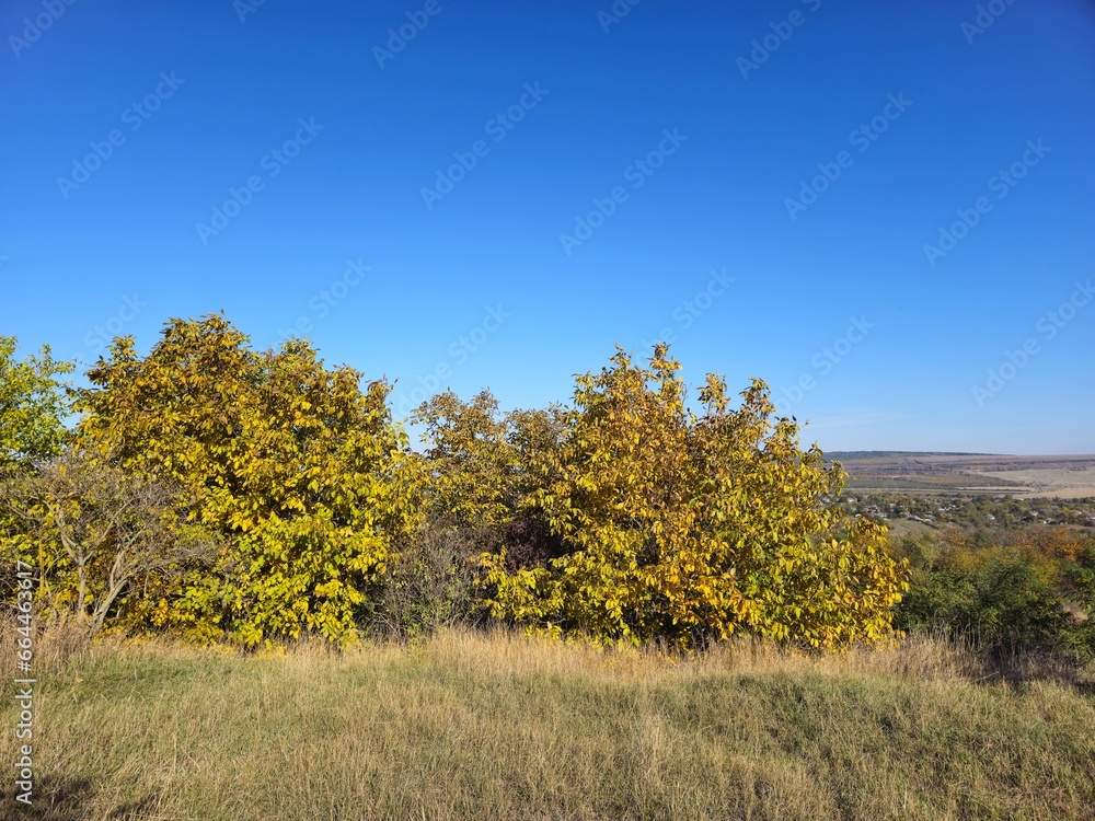 A group of trees in a field A group of trees in a field