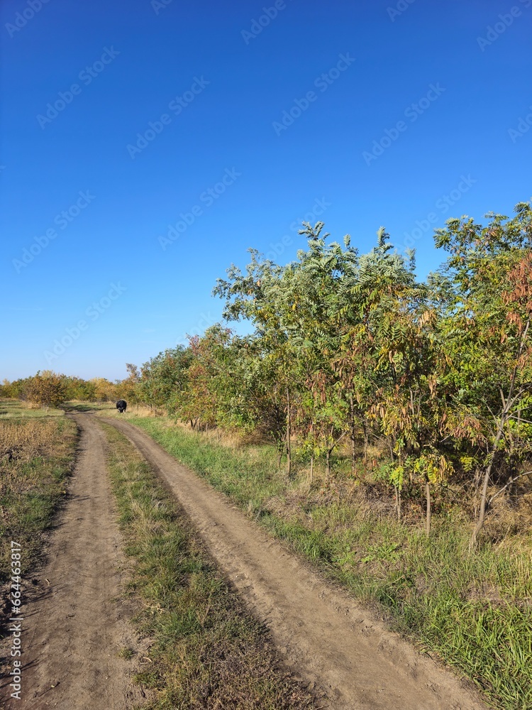 A dirt road with trees on either side