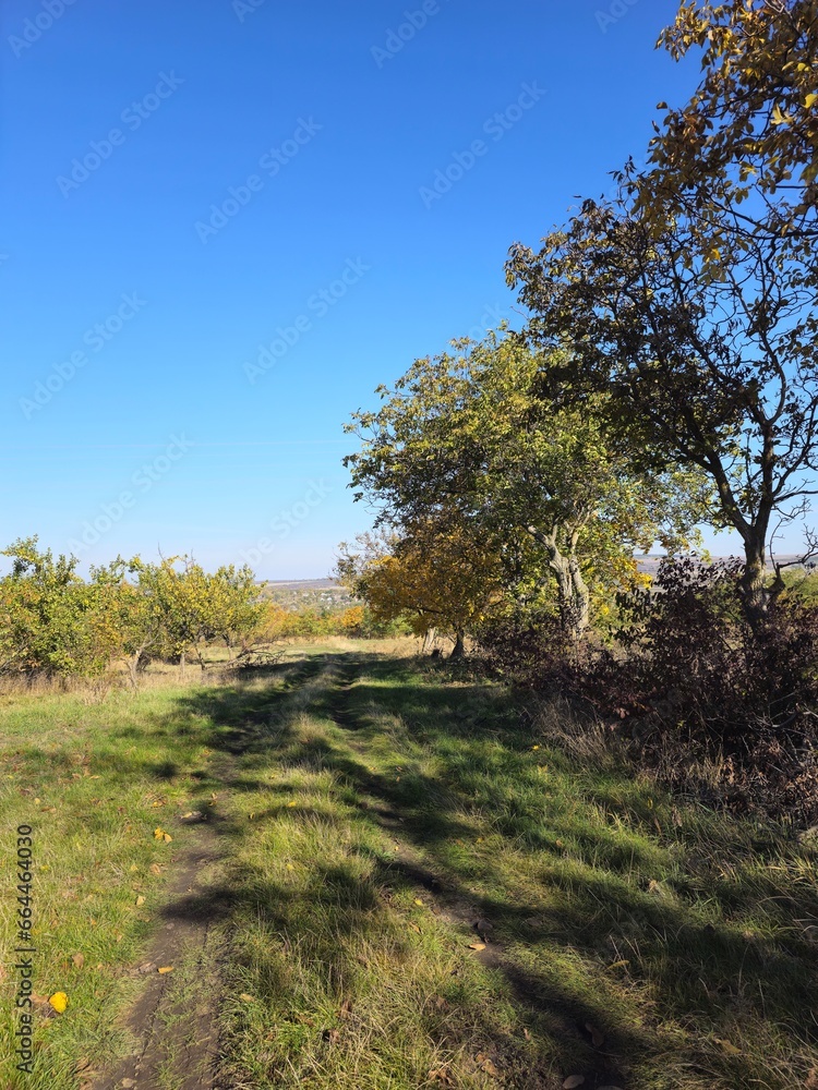 A grassy area with trees and bushes A grassy area with trees and bushes