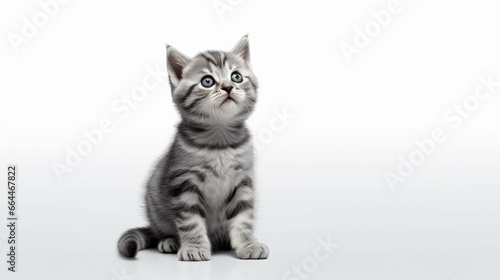 Cute kitten sitting, looking up and licking its lips waiting for yummy isolated on white background. Kitten grey striped posing in studio for print and promotional. Portrait little kitty © HN Works