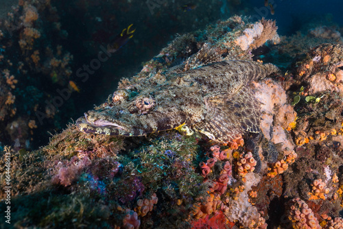 A Longhead flathead fish  Papilloculiceps longicps  camouflaged on the coral reef