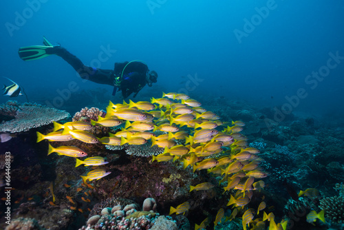 A school of Yellow or Bigeye snapper fish (Lutjanus lutjanus) yellow fish with light stripes swimming together with a male scuba diver swimming behind them over the reef