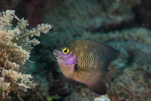 Closeup of a Jewel Damsel fish (Stegastes lacrymatus) overall brown color body with tiny bright blue spots, tropical fish underwater