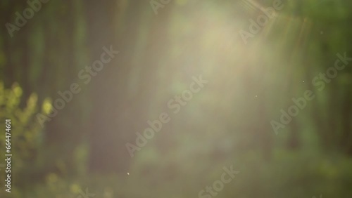 A lush forest 4k motion background with real particles and light rays.