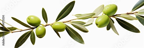 Olive tree branch, green olives and leaves on white background. © MSTASMA