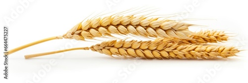  Wheat ears isolated on white background.