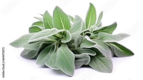 Plant lambs ear isolated on white background. © MSTASMA